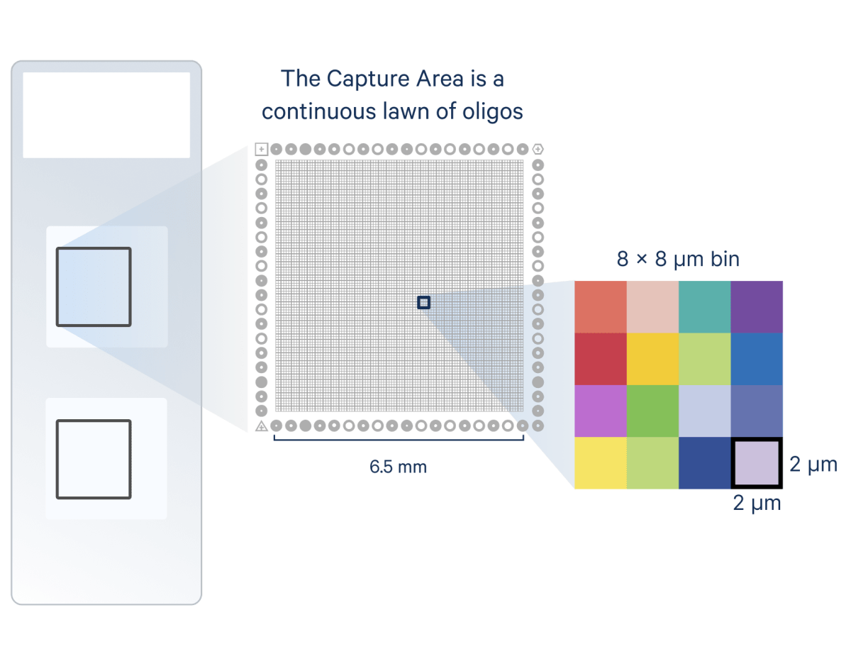 visium-hd-capture-area